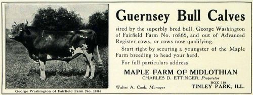 1913 ad maple farm midlothian guernsey bull calves farm - original sub1 for sale