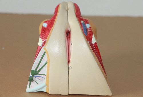 NEW Female Human Genital System Model Anatomical Medical Anatomy 46