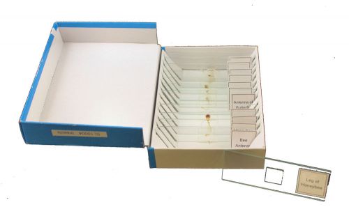 Prepared insect biology slides set of 12 for sale