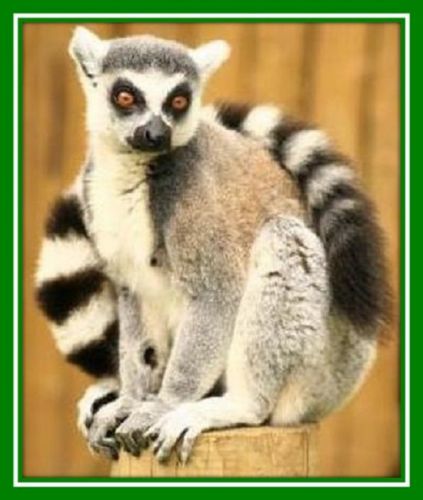 30 Custom Lemur Personalized Address Labels