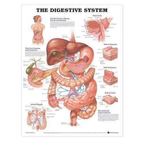 Anatomical chart company the digestive system anatomical chart for sale