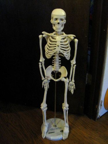 Very Nice And Accurate Celebrex Display Skeleton 32&#034; Tall Moveable Joints