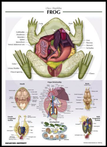 Laminated biological chart  frog poster for sale
