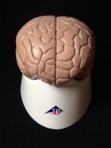 3b scientific - c16 human brain anatomical model, 4 part (c 16) for sale