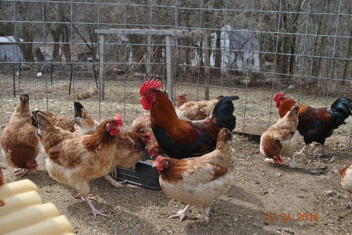 8++ Show Quality French Standard Wheaten Marans Hatching Eggs