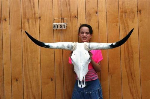 Steer skull and 3&#039; 5&#034; long horns cow longhorns h6121 for sale