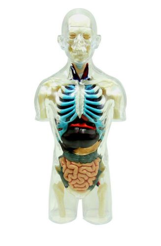 Human Anatomy Body Anatomy Skeleton Model Three-Dimensional Puzzle 4D VISION