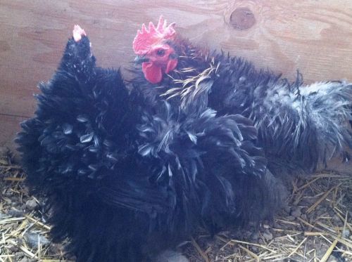 7+ COCHIN BANTAM FRIZZLE and SMOOTH  -  Fertile Chicken Hatching Eggs !!