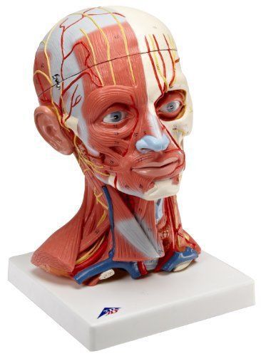 3b scientific c05 5 part head and neck musculature model, 7.1&#034; length x 7.1&#034; x for sale