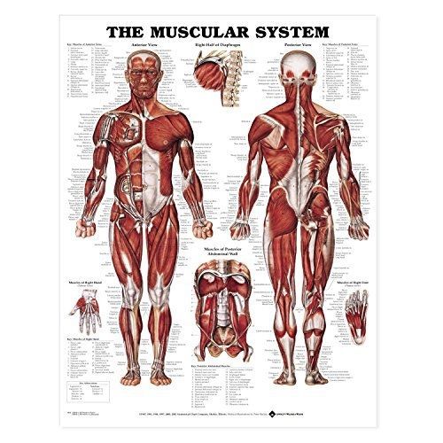 Anatomical chart company the muscular system giant chart for sale