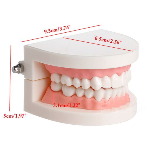 New Adult Standard Dental Teaching Study Typodont Teeth Model B0