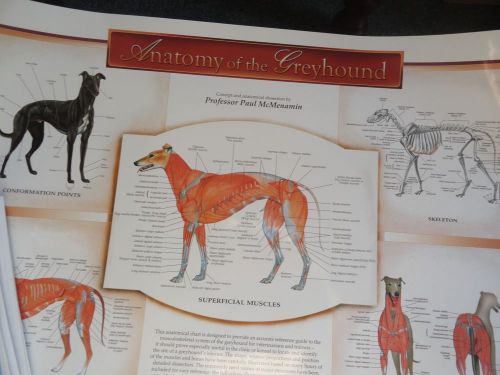 Canine Anatomy of the Grayhound Wall Chart  #X103 Dog