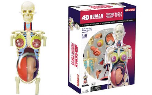 4d human anatomy transparent pregnancy torso model 3d puzzle for sale