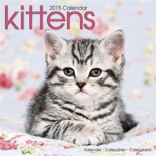 NEW 2015 Kittens Wall Calendar by Avonside- Free Priority Shipping!
