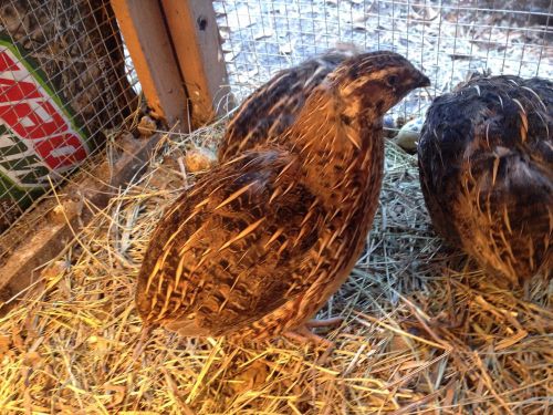 12+ James Marie Jumbo Brown Pharoah Coturnix Quail Hatching Eggs For Incubation