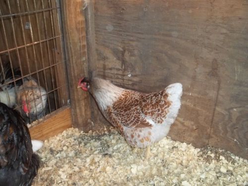 Blue Laced Red Wyandotte Hatching Eggs 10 ++ eggs