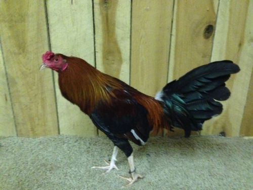 21 Day All Natural Historical Gamefowl Keep