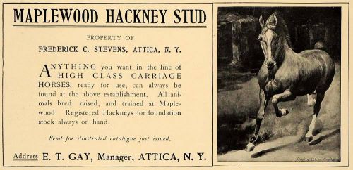 1906 ad maplewood hackney horse frederick c. stevens - original advertising cl4 for sale