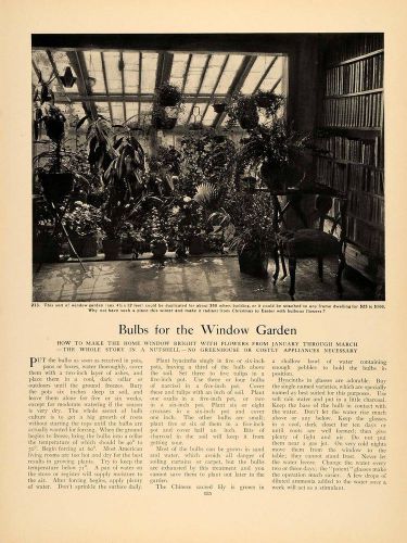 1905 article bulbs window garden forcing winter flowers - original gm1 for sale