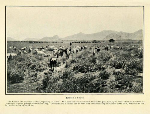 1910 Print Rendille Kenya Livestock Camels Goats Nomadic Herding XGG9