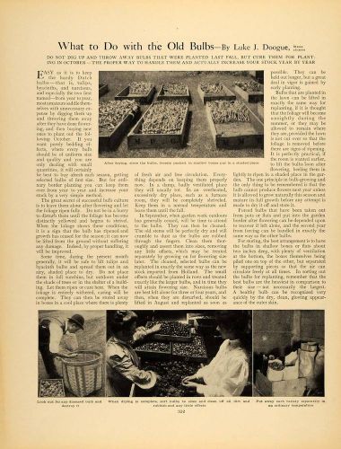 1910 article flower bulbs storing luke doogue perennial - original gm1 for sale