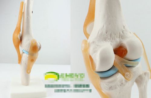 NEW Anatomical Anatomy Functional Knee-joint Medical Model 53