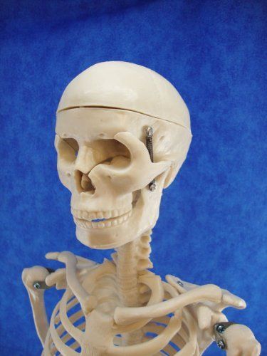 Half Size Human Bone Skeleton Model 33.5 inches Tall Anatomy &amp; Physiology