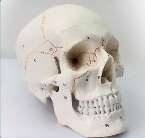 Life Size Human Anatomical Anatomy Head Skeleton Skull Teaching Model Precise TY