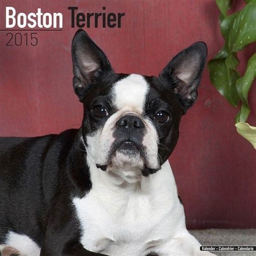 NEW 2015 Boston Terrier Wall Calendar by Avonside- Free Priority Shipping!