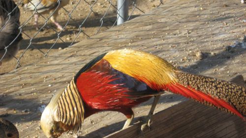 6 Pure Red Gold Pheasant Hatching Eggs Presale