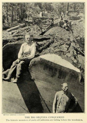 1914 print sequoia tree ca. lumberjacks dendrology - original historic image tw3 for sale