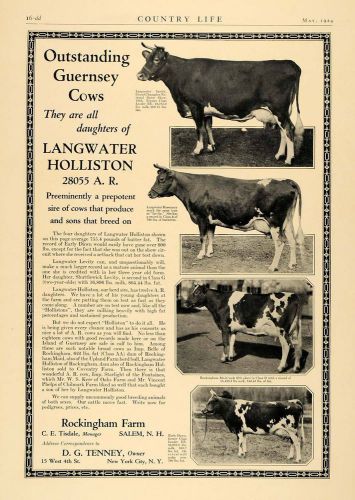 1924 ad rockingham farm c. e. tisdale guernsey cows - original advertising cl4 for sale