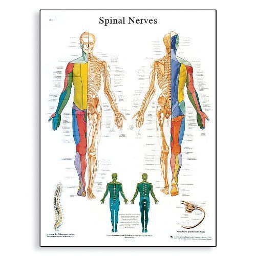 3b scientific vr1621l glossy laminated paper spinal nerves anatomical chart  pos for sale
