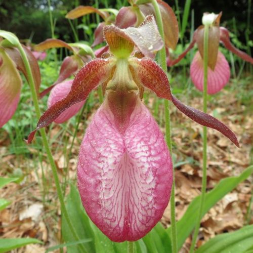 Fresh Cypripedium &#034;acaule&#034; (Pink Lady&#039;s Slipper Orchid) (20+ Seeds)WOW, L@@K!