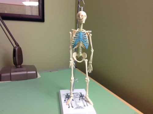 $ REDUCED:  Human Skeleton Model 17 1/2&#034; Tall