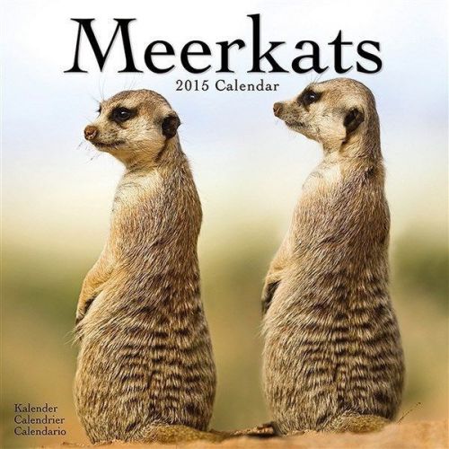 NEW 2015 Meerkats Wall Calendar by Avonside- Free Priority Shipping!