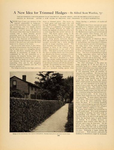 1908 Article Trimmed Hedges Warthin Matrimony Vine - ORIGINAL GM1