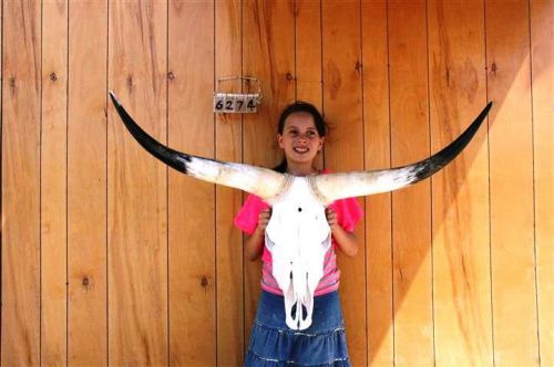 Steer skull and 3&#039; 4&#034; long horns cow longhorns h6274 for sale
