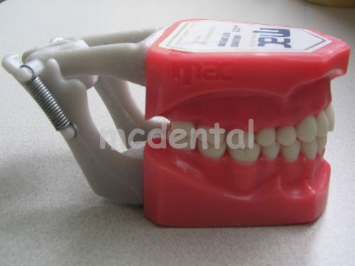 NEW ADULT TYPODONT DENTAL MODEL TEETH REMOVABLE STUDY