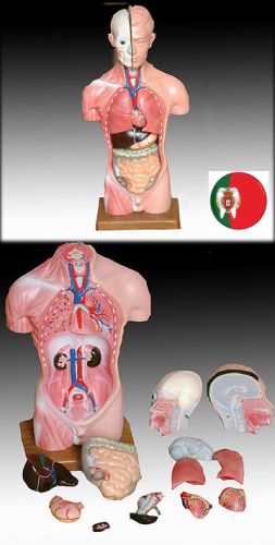 Professional Medical Anatomic model Male Torso 13 Parts 42cm 17&#034; IT-032 ARTMED