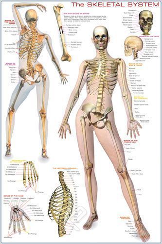 The Human Skeletal System-Full Color  Anatomical Poster 24 x 36