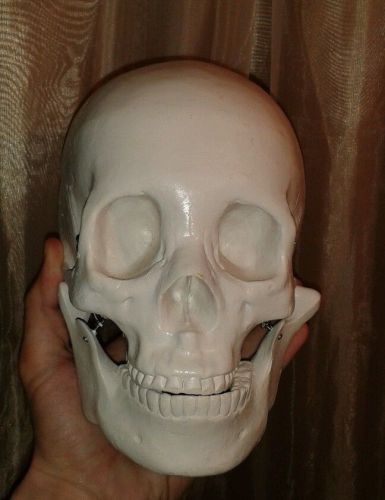 HIGH QUALITY HUMAN ADULT  SKULL ANATOMICAL ANATOMY medical or for artist  art