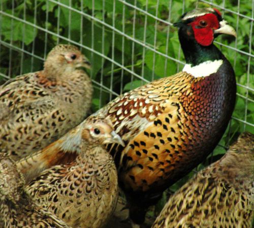 6 Ringneck pheasant hatching eggs READY TO SHIP NOW!!