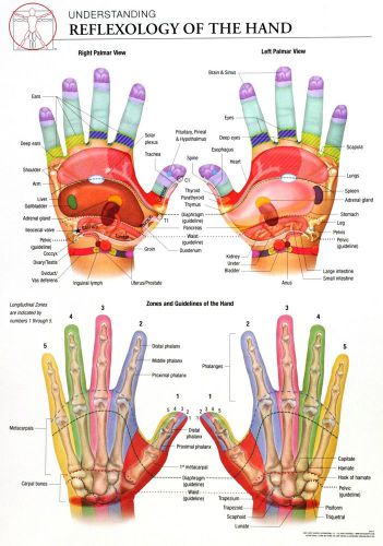 14x20 Anatomy Poster -  The Reflexology of the Hand and Its Corresponding Zones