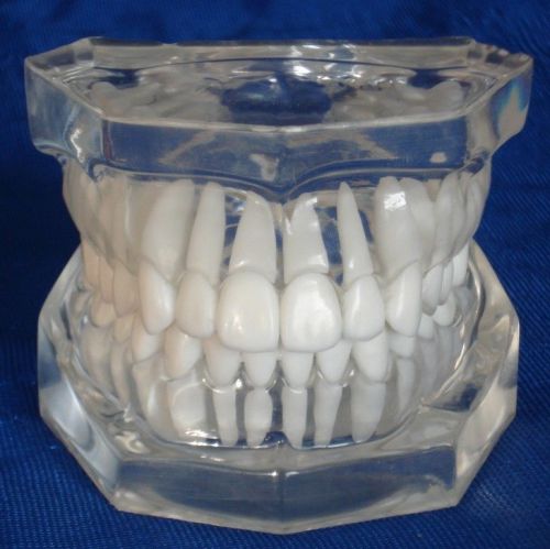 Transparent oral model standard dentition