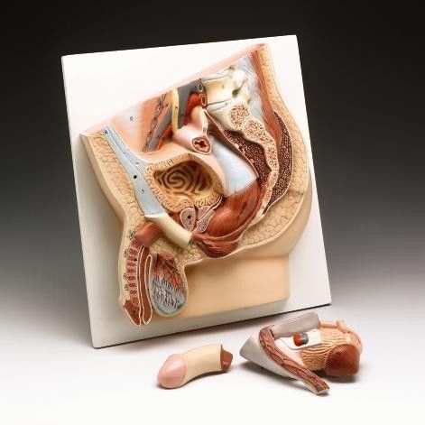 Male pelvis cross section professional anatomical model lfa # 2808 for sale