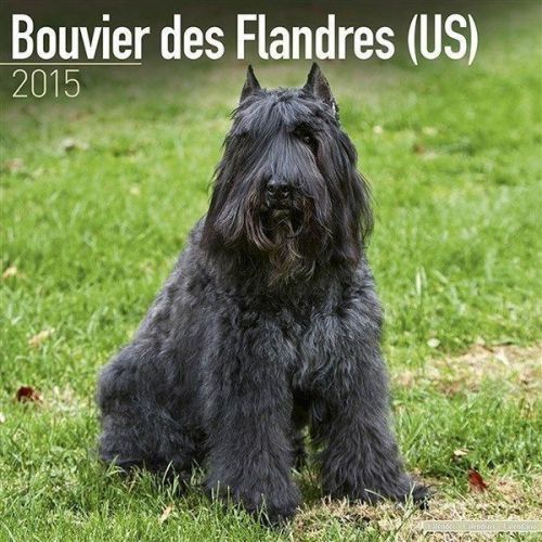 NEW 2015 Bouvier Des Flandres (US) Wall Calendar by Avonside- Free Priority Ship