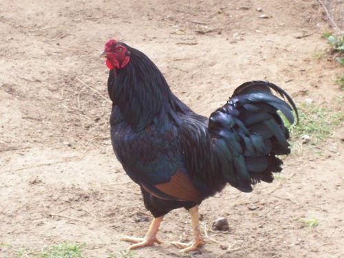 12 **NPIP** RED RANGER &#034;CORNISH X&#034; (BROILER)  HATCHING EGGS @@HEAT PACK@@