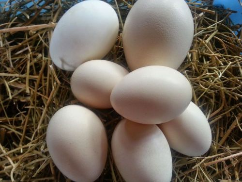 5 silky chicken,1 peacock and 1 duck empty eggs for decoration