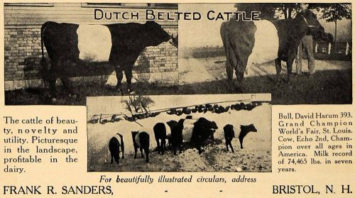 1907 Ad Dutch Bleted Cattle Frank R. Sanders Bristol NH - ORIGINAL CL8